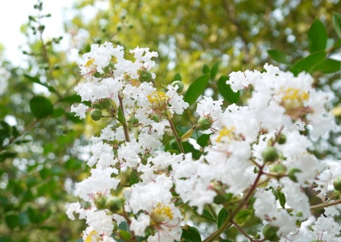 紫薇花種植