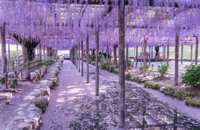 紫藤花觀賞