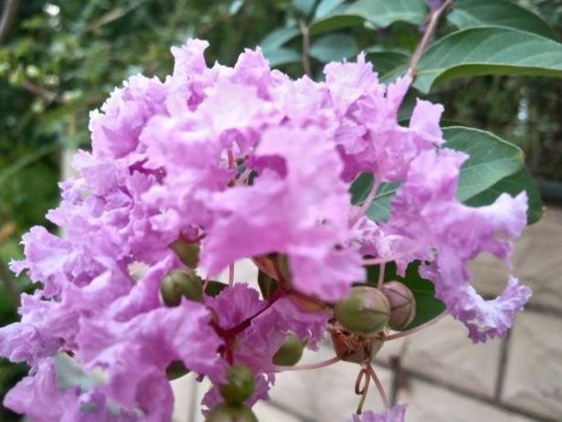 紫微種植養護