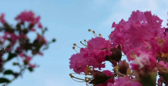 紫薇花種類