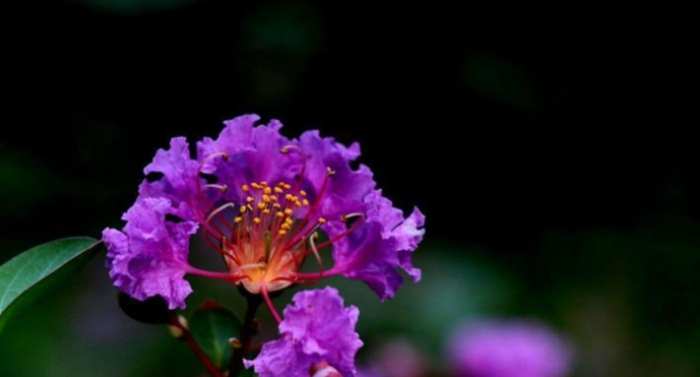 紫薇花種植 紫薇花種植