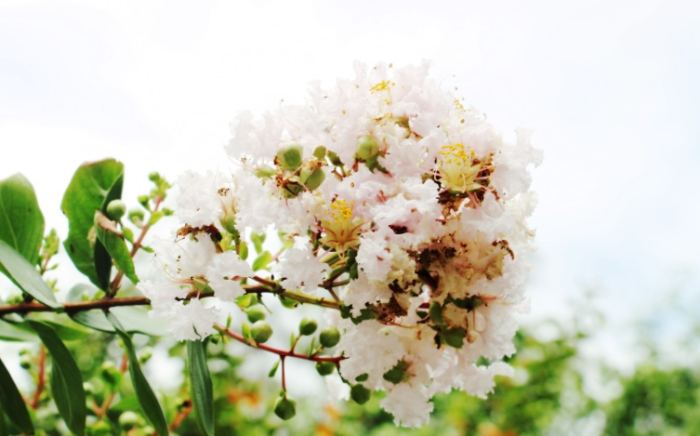 白色花卉養護