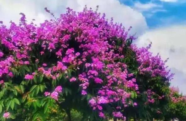 紫微花期