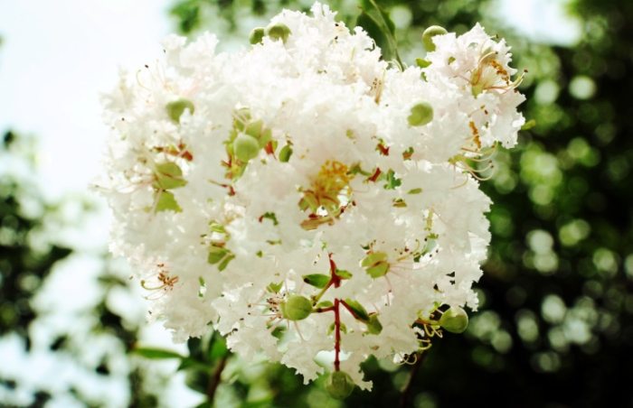 紫薇花種植