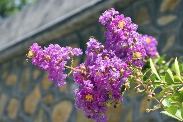 紫薇花養護