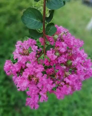 紫薇花觀賞