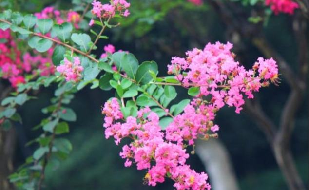 紫微花期