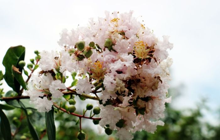 紫薇花種植