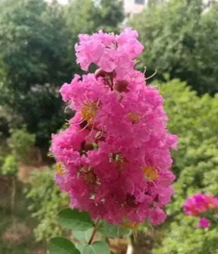 紫薇花養護