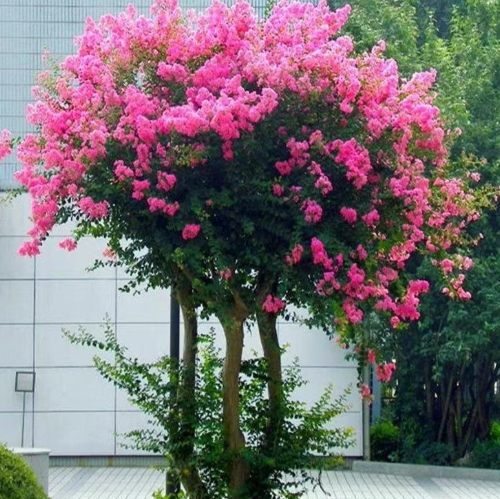 紫薇花觀賞 紫薇花觀賞
