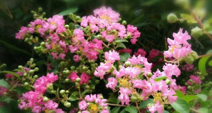 紫薇花種植 紫薇花種植