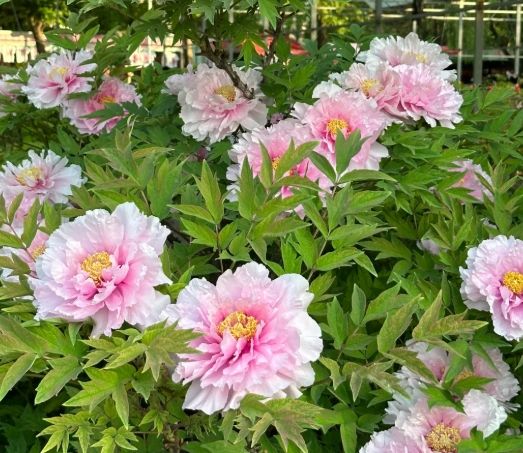 牡丹花养护