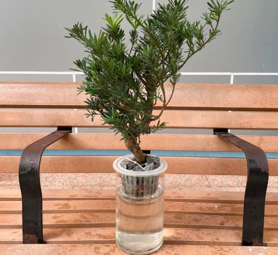 羅漢松種植步驟