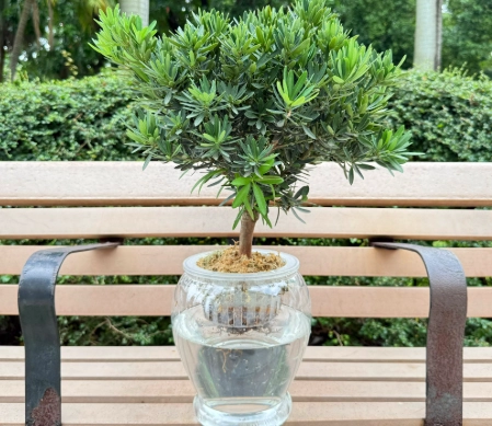 羅漢松種植步驟