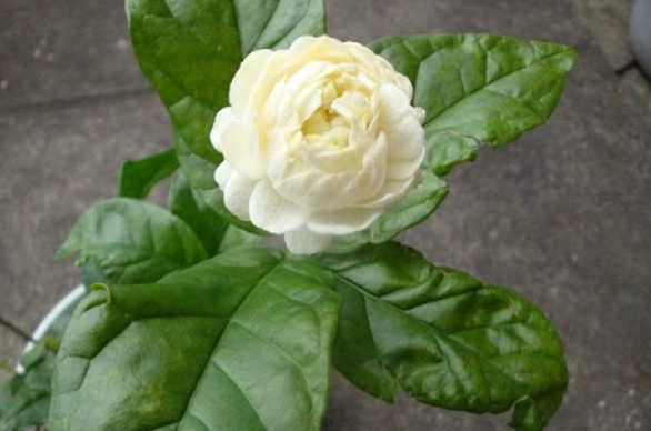 虎頭茉莉開花 虎頭茉莉開花