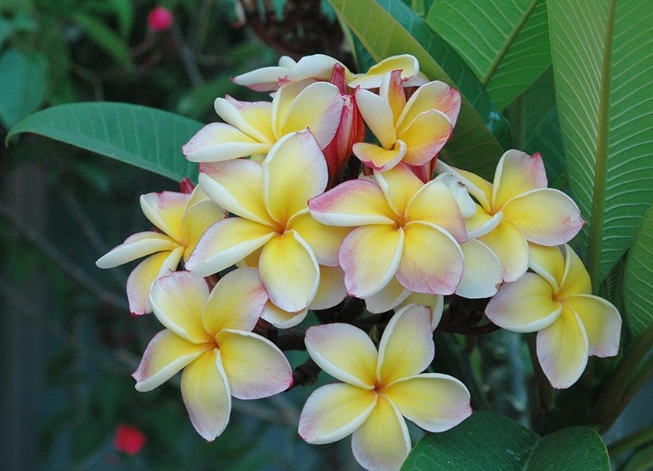 寵物植物安全 寵物植物安全