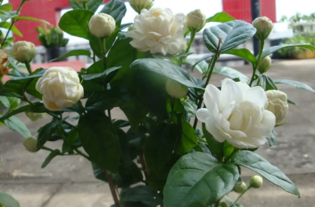 虎頭茉莉養護 虎頭茉莉養護