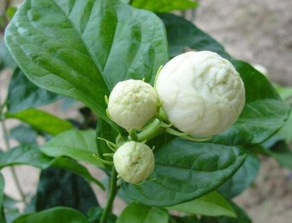 茉莉花栽培技巧 茉莉花栽培技巧
