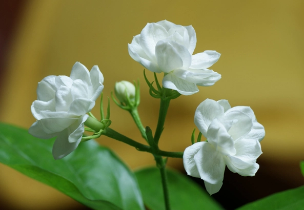 虎頭茉莉養護 虎頭茉莉養護