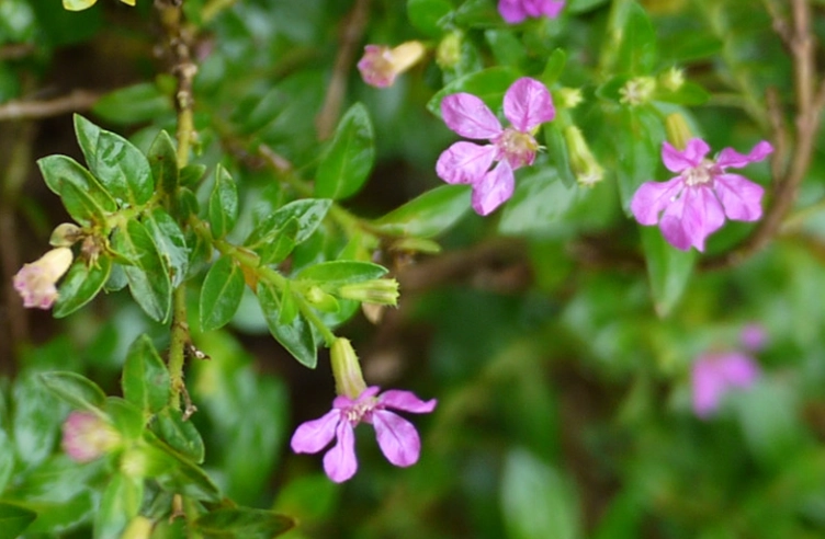 烟草花养护 烟草花养护