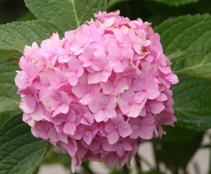 台灣繡球花品種
