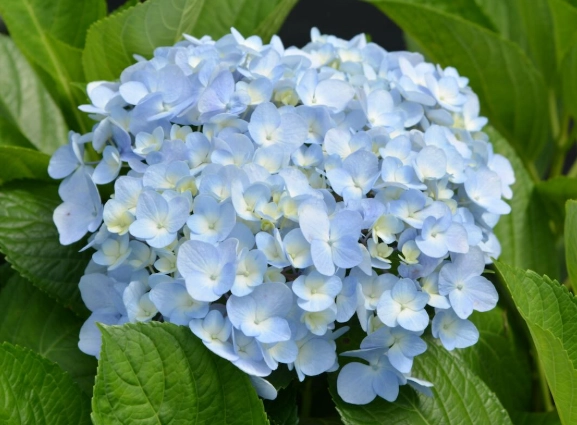 繡球花栽培技巧