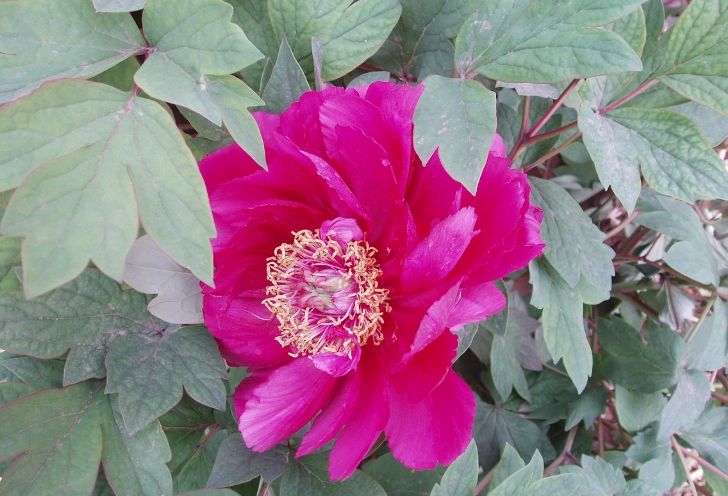 芍药栽培 芍药栽培