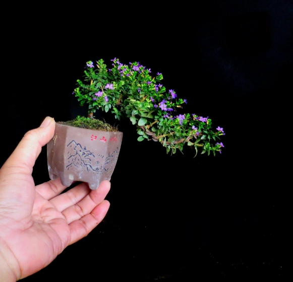 雪茄花擺放位置 雪茄花擺放位置