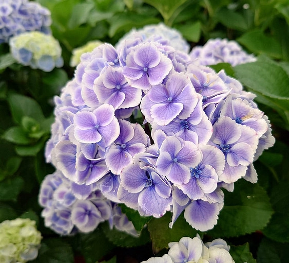 台灣繡球花品種