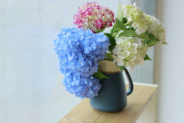 繡球花栽培技巧