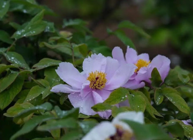 台湾芍药品种 台湾芍药品种