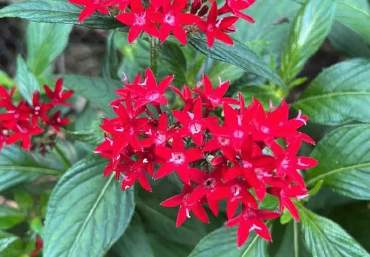 繁星花送禮 繁星花送禮