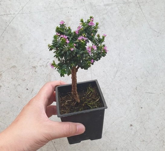 雪茄花种植技巧 雪茄花种植技巧