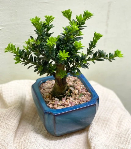 羅漢松常見問題