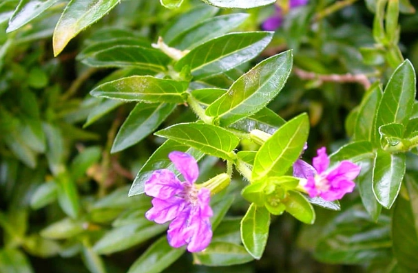 细叶雪茄花食用