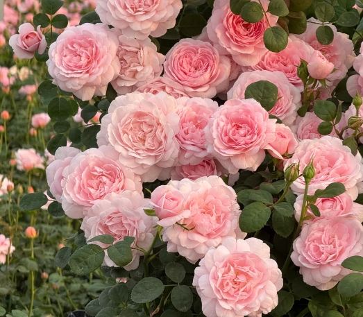 月季花藥用 月季花藥用