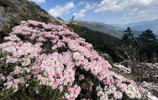 合歡山花期 合歡山花期