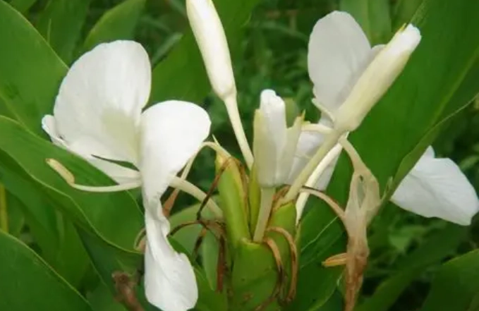 野薑花水培方法