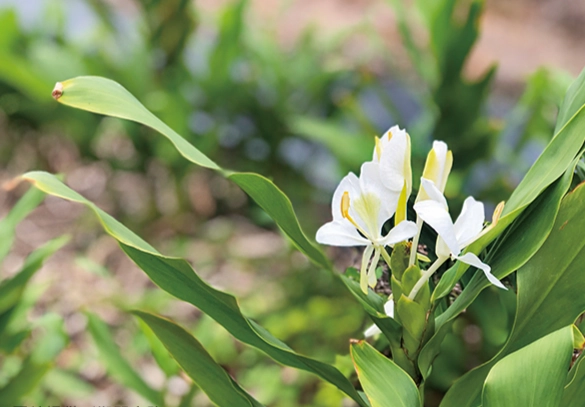 野薑花修剪方法 野薑花修剪方法