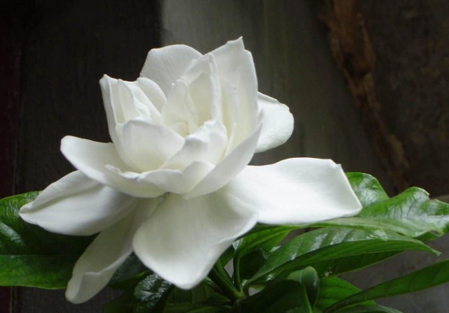 栀子花種植 栀子花種植