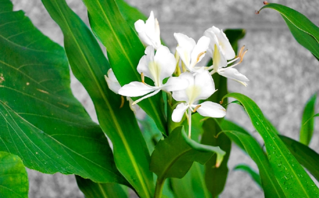 野薑花養護