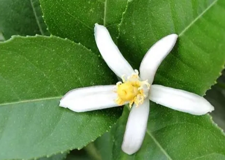 檸檬花好處 檸檬花好處