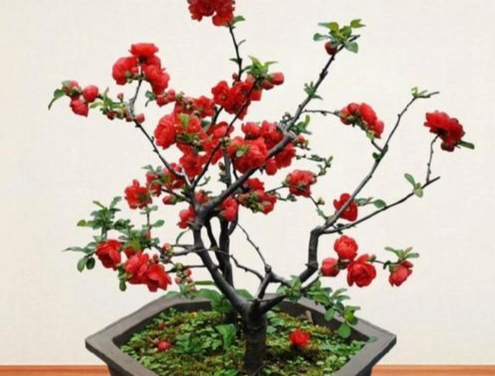 海棠花養護 海棠花養護