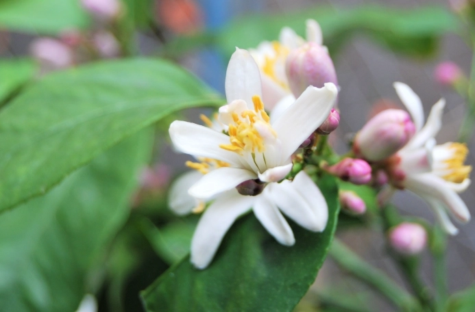 檸檬花好處 檸檬花好處
