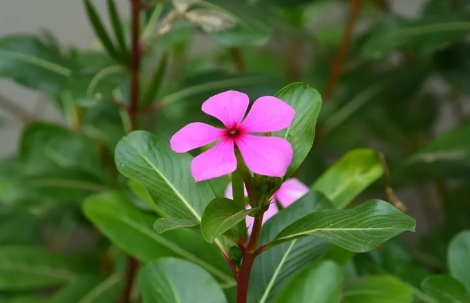 长春花种植方法 长春花种植方法