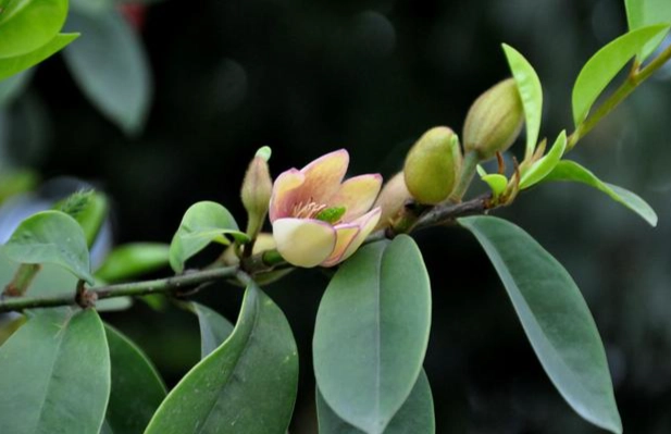 含笑花养护