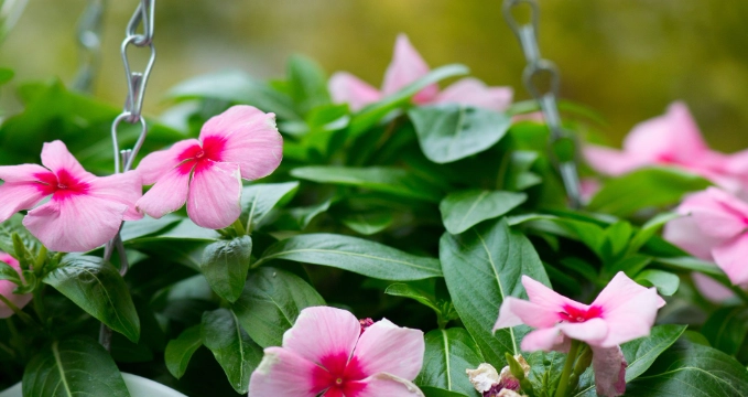长春花播种 长春花播种