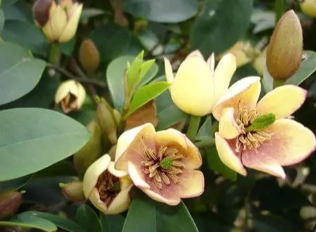 家裡种含笑花