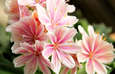 露薇花夏季養護 露薇花夏季養護