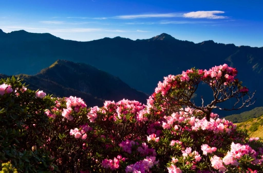 合歡山花期 合歡山花期